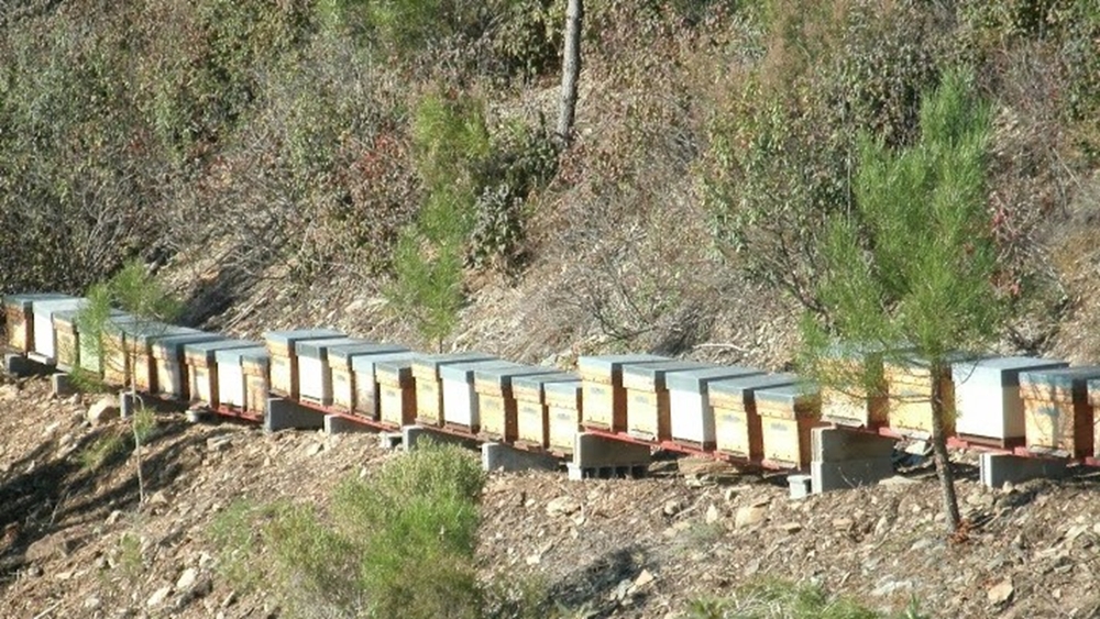 Тревожный для пчеловодства Португалии сезон 2024-2025