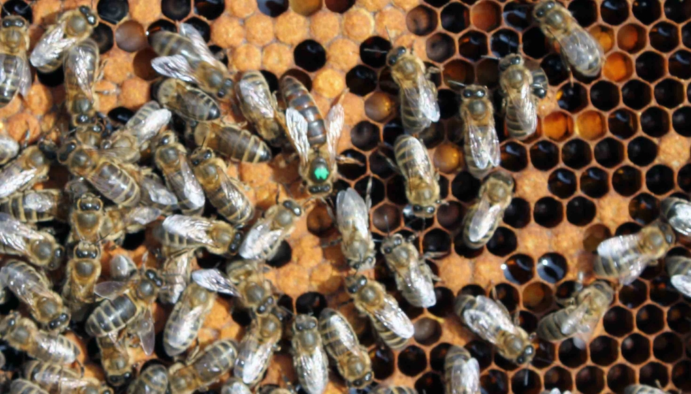 Бесконтрольный завоз инородных пород пчел. Эпидемия помутившегося разума