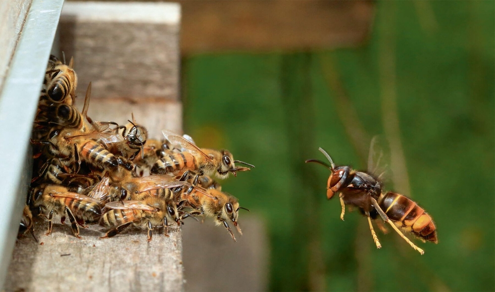 Азиатский шершень Vespa velutina nigrothorax