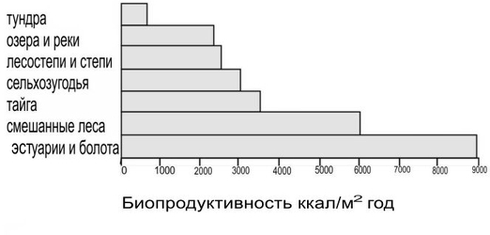 Биопродуктивность экосистем как энергия, накопленная продуцентами в процессе фотосинтеза