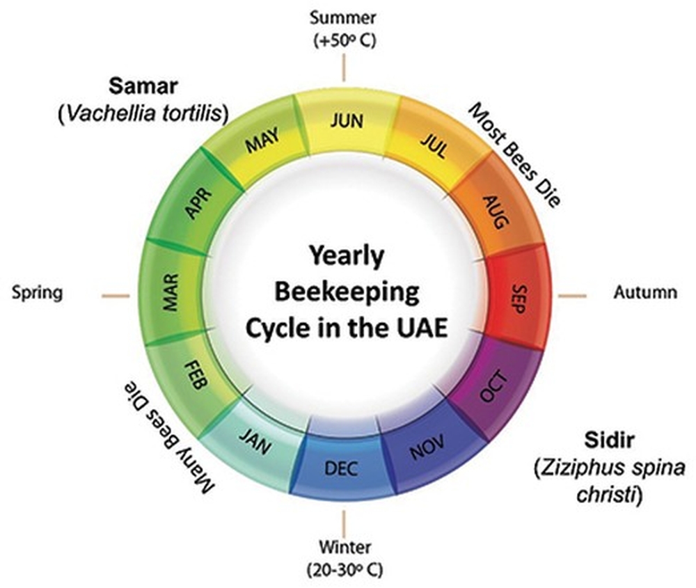 Годовой цикл пчеловодства в ОАЭ