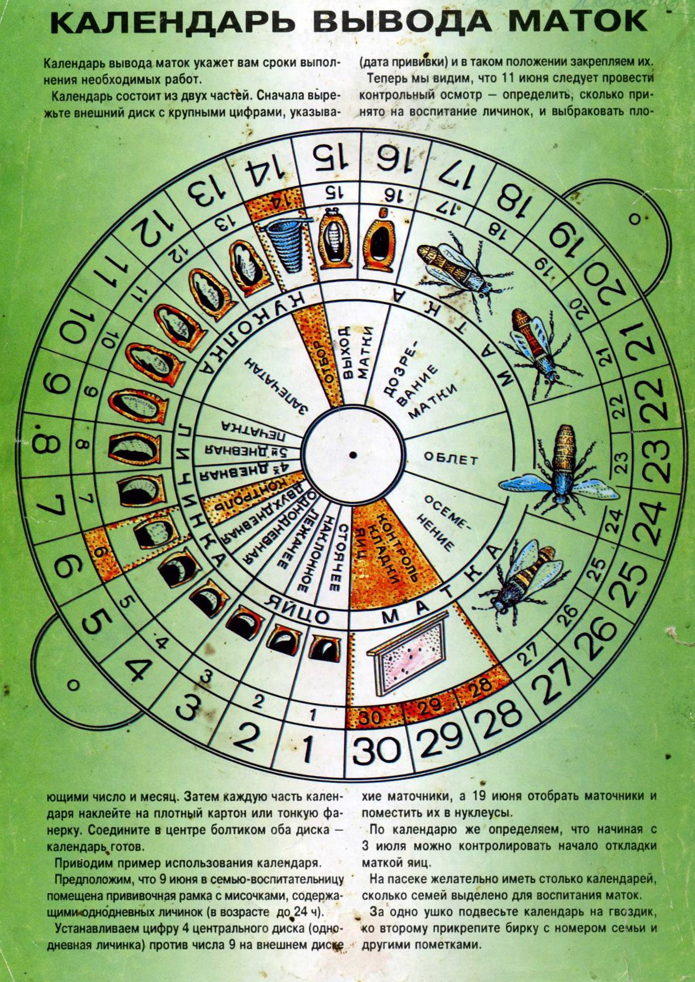 Календарь пчеловода вывода маток