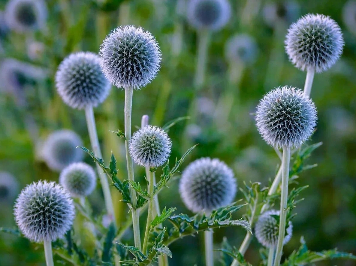 Мордовник шароголовый (Echinops sphaerocephalus L.)