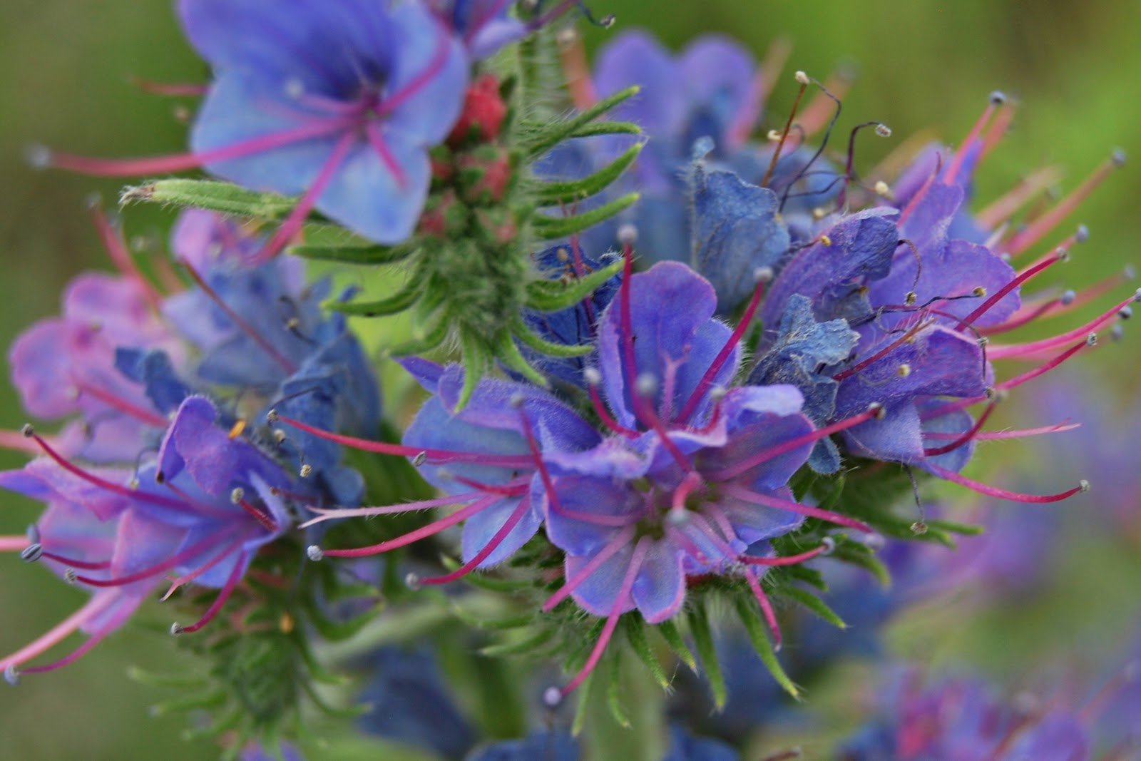 Синяк обыкновенный (Echium vulgare L.)