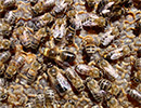 Ценный генофонд России - Apis mellifera mellifera L.