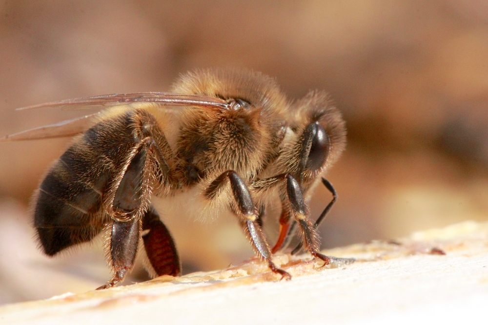 Распространение РНК-содержащих вирусов у медоносной пчелы Apis mellifera L. на территории России