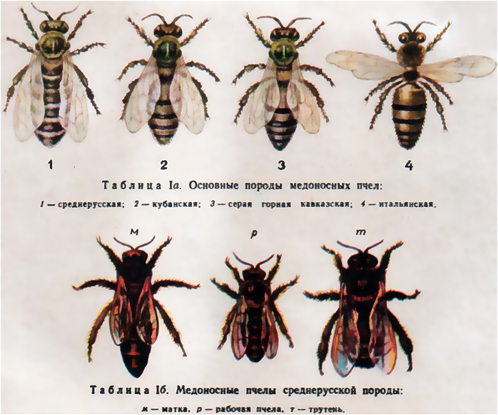 Морфогенетическая характеристика медоносной пчелы Пермского края