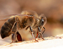 Распространение РНК-содержащих вирусов у медоносной пчелы Apis mellifera L. на территории России